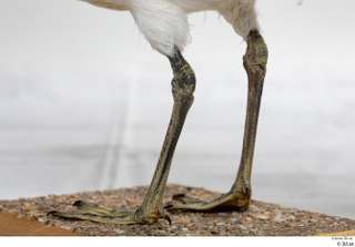 Common gull Larus Canus leg 0015.jpg